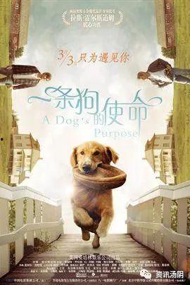 忠爱无言 在线观看,感人至深的动物情感故事 第3张 忠爱无言 在线观看,感人至深的动物情感故事 第3张